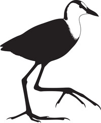 silhouette of a bird