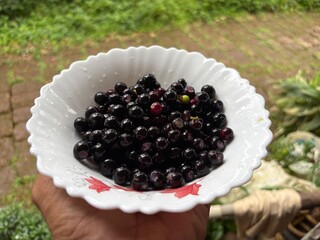 Black berries delicious natural food 