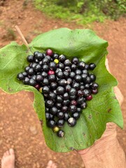 Black berries delicious natural food 