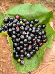 Black berries delicious natural food 