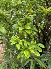 Black berries delicious natural food 