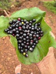 Black berries delicious natural food 