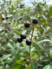 Black berries delicious natural food 