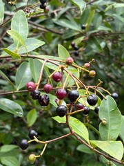 Black berries delicious natural food 