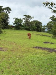 An Indian Cow eating grass on a meadow