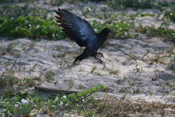 raven on the ground