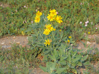 Cowpen Daisy Wildflowers Blooming along Davidson Mesa Trail on a Summer Morning, Louisville, Colorado