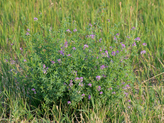 Alfalfa (Medicago sativa) Blooming in a Summer Meadow, Davidson Mesa Trail, Colorado