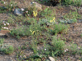 Yellow Moth Mullein (Verbascum blattaria) Blooming in Dry Meadow, Davidson Mesa Trail, Colorado