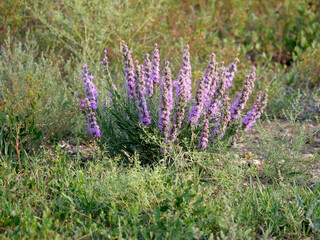 Cluster of Dotted Blazing Star Wildflowers Blooming in a Prairie Meadow, Davidson Mesa Trail, Colorado