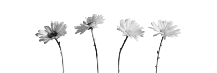Four monochrome, stylized flowers against a black background