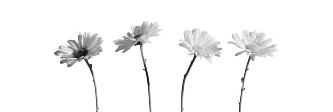 Four monochrome, stylized flowers against a black background