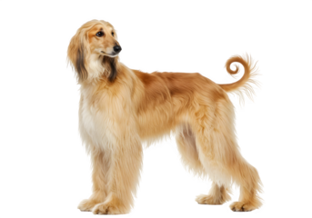 Beautiful Afghan Hound with flowing blonde hair and graceful posture looking sideways with dignity, isolated on white or transparent background. PNG
