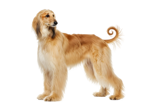 Beautiful Afghan Hound with flowing blonde hair and graceful posture looking sideways with dignity, isolated on white or transparent background. PNG