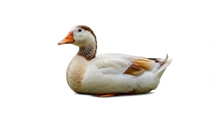 Obraz premium Single goose portrait against white background