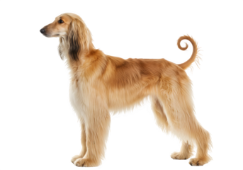 Beautiful Afghan Hound with flowing blonde hair and graceful posture looking sideways with dignity, isolated on white or transparent background. PNG