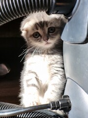 Cute Scottish kitten in car interior