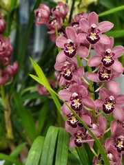 Pink orchid flowers with green leaves