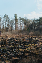 Swamp, dead trees, march, water.
Bagna, torfowiska, Marzec