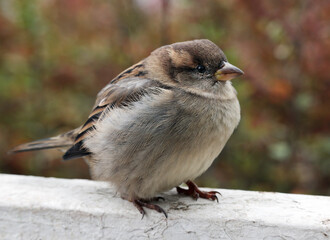 A young female house sparrow sitting on the fence of an old park. Selective soft focus.