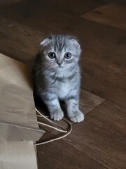Small Kitten Sitting on Floor