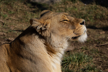 Fototapeta premium lioness in the zoo
