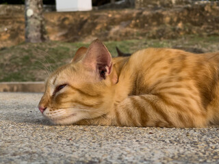 An orange tabby cat lies peacefully on a textured concrete surface, eyes closed, basking in soft sunlight with a blurred, rustic background.