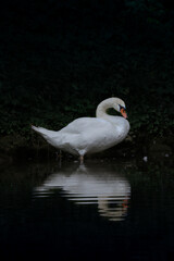 white swan sleeping on the water