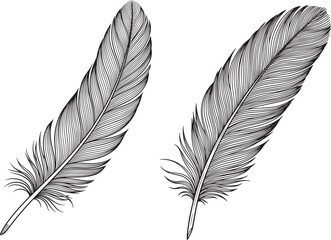 Vector art of two detailed feather illustrations isolated on white background