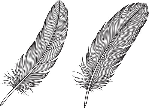 Fototapeta Vector art of two detailed feather illustrations isolated on white background