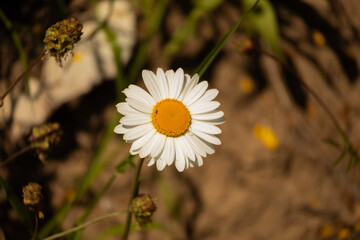 daisy flower in the garden