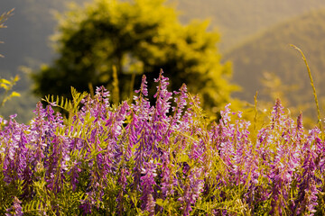 Fototapeta premium lavender field in the morning