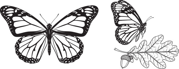 Vector art of monarch butterfly and oak leaf with acorn, isolated on white background