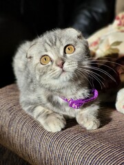 Kitten looking up with curiosity
