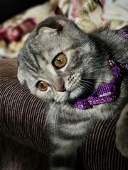 Kitten with head tilted on sofa