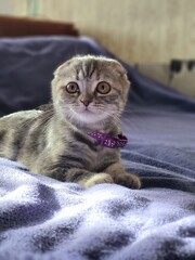 Gray kitten on bed with expressive look