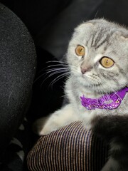 Kitten with yellow eyes in the shadow