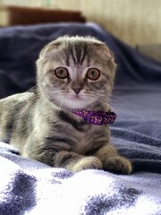 Scottish Fold Kitten on Blanket