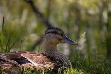 duck on the grass