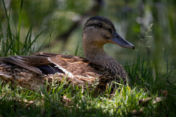 duck on the grass