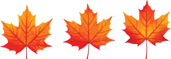 Autumn maple leaves isolated on white background, vibrant fall foliage, seasonal decoration, nature design element, realistic orange red leaves.