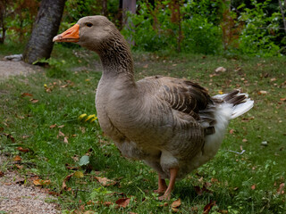 goose on the grass