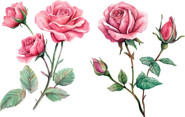 Fototapeta premium pink roses on white background