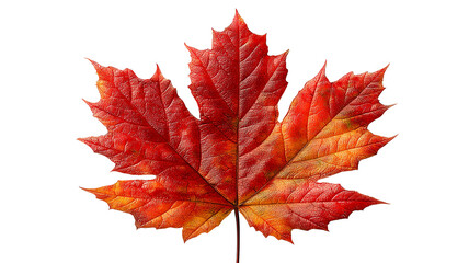 Fototapeta premium Close up of a vibrant red and orange maple leaf with visible veins on black transparent background