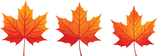 Set of three vibrant autumn maple leaves, isolated on white background, colorful fall foliage, realistic botanical illustration, seasonal decor element.