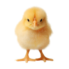 Obraz premium A yellow chicken , isolated on transparent background, png