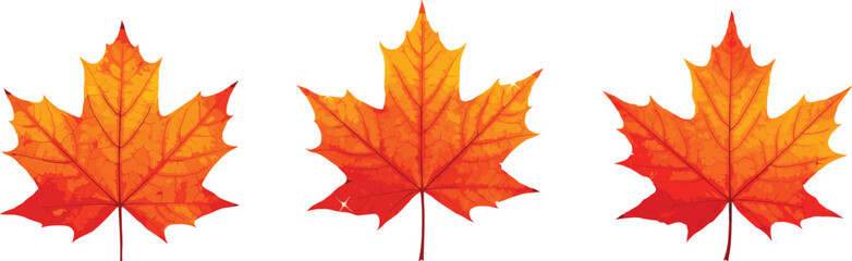 Three vibrant orange maple leaves with detailed veins, autumn foliage, fall season symbols, nature illustration, seasonal leaf