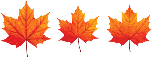 Three vibrant orange maple leaves with detailed veins, autumn foliage, fall season symbols, nature illustration, seasonal leaf collection