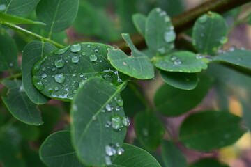 Fresh green leaves with raindrops after summer rain. Close-up and soft focus view of natural moisture, foliage texture, and peaceful countryside background