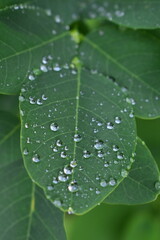 Fresh green leaves with raindrops after summer rain. Close-up and soft focus view of natural...